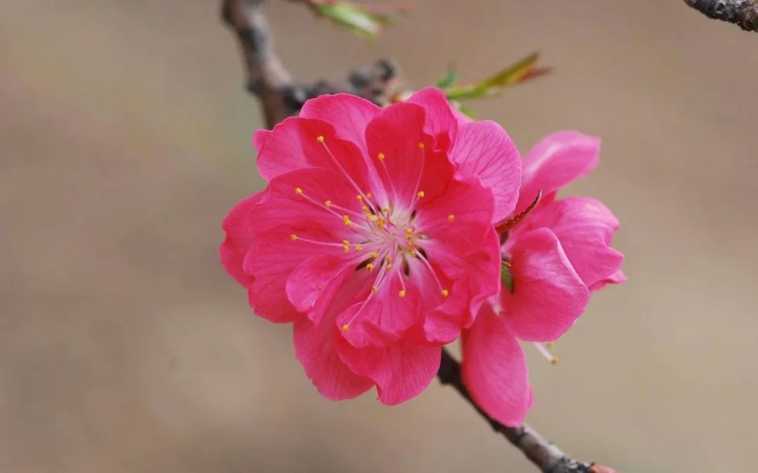 摄影技巧：如何拍好桃花图片？保姆级拍桃花技巧分享_秀人网摄影