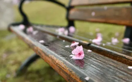 摄影技巧：如何拍好桃花图片？保姆级拍桃花技巧分享_秀人网摄影