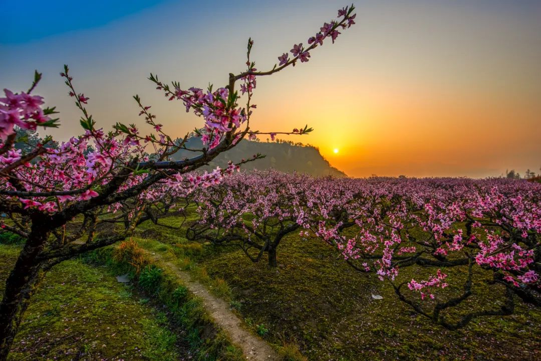 摄影技巧：如何拍好桃花图片？保姆级拍桃花技巧分享_秀人网摄影