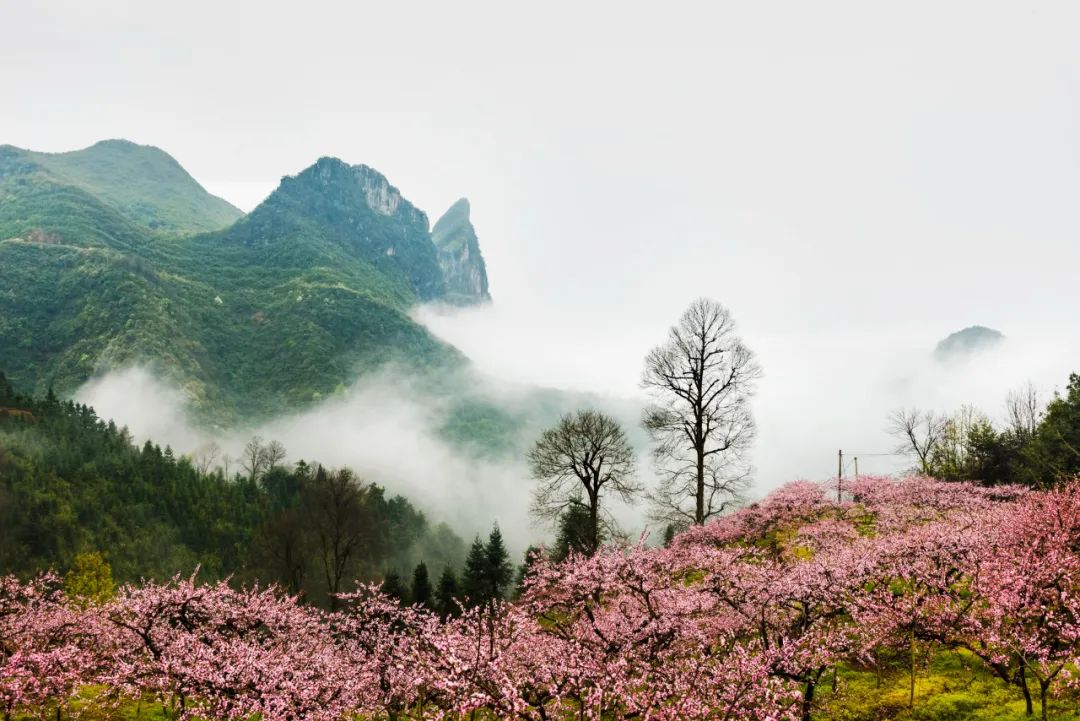 摄影技巧：如何拍好桃花图片？保姆级拍桃花技巧分享_秀人网摄影