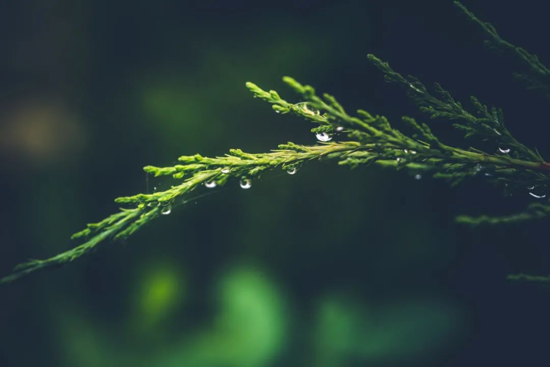 下雨天怎么拍才美？5个春雨的拍摄技巧！_秀人网摄影