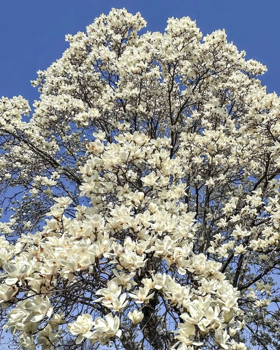 玉兰花你会用手机拍吗，6个玉兰花摄影技巧，帮你拍美玉兰花_秀人网摄影